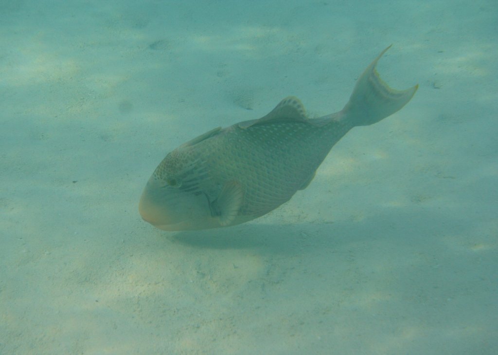 Ein Gelbsaum-Drckerfisch (Pseudobalistes flavimarginatus) in der Lagune. Ari Atoll, Malediven.
