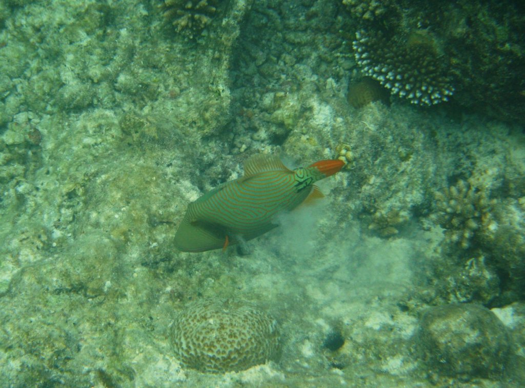 Ein Gelbschwanz-Drcker (Balistapus undulatus) am Hausriff von Nalaguraidhoo/ Sun Island.Malediven, Ari-Atoll am 11.11.2007. 
