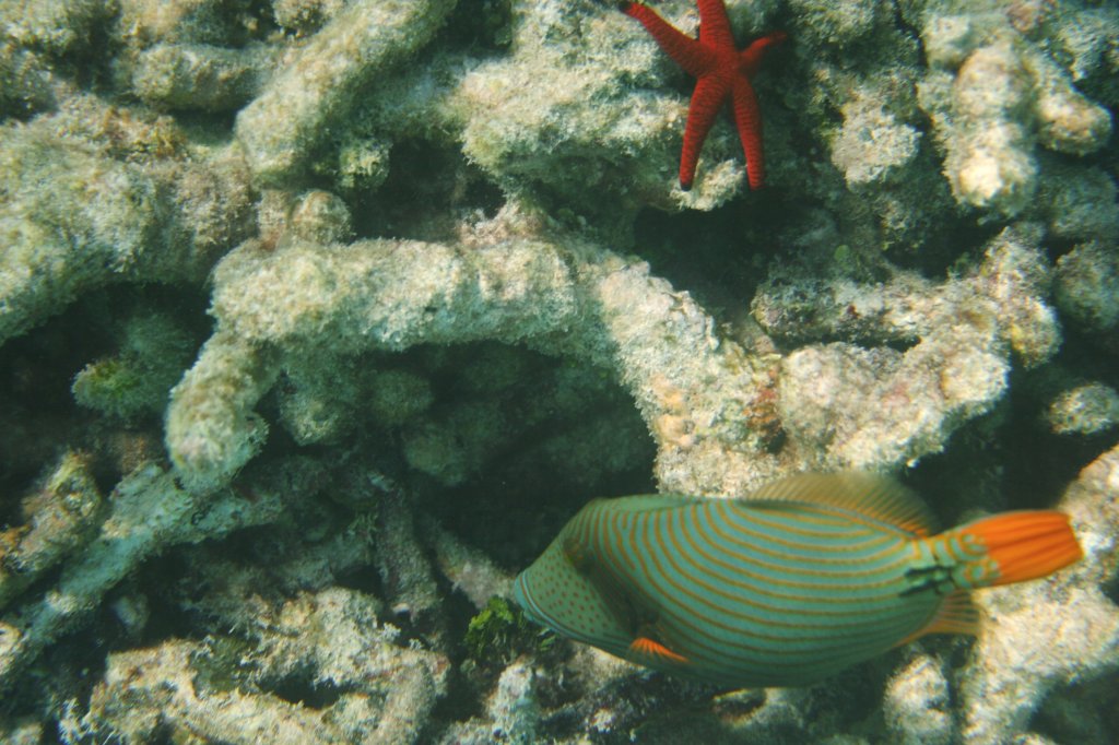 Ein Gelbschwanz-Drcker (Balistapus undulatus) in einem Riff innerhalb des Atolls.Malediven, Ari-Atoll am 11.11.2007. 
