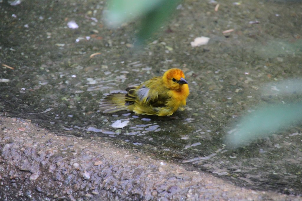 Ein Genickbandweber (Ploceus castaneiceps) beim Baden. Zoo Berlin am 25.2.2010.