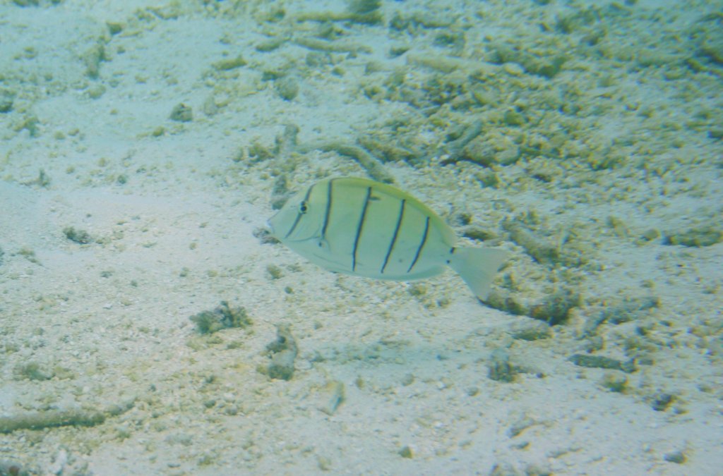 Ein Gitter-Doktorfisch oder auch Strflings-Doktorfisch (Acanthurus triostegus) durchstreift die Lagune am Ari Atoll auf den Malediven