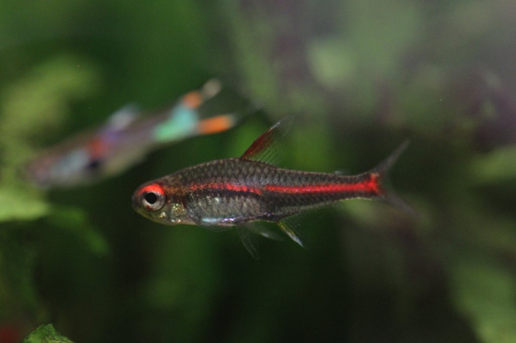 Ein Glhlichtsalmler (Hemigrammus erythrozonus) im Aquarium.