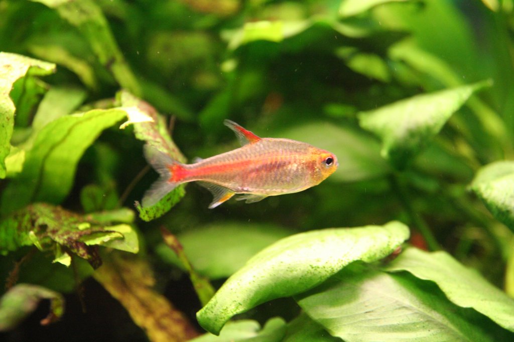 Ein Glhlichtsalmler (Hemigrammus erythrozonus) im heimischen Aquarium.