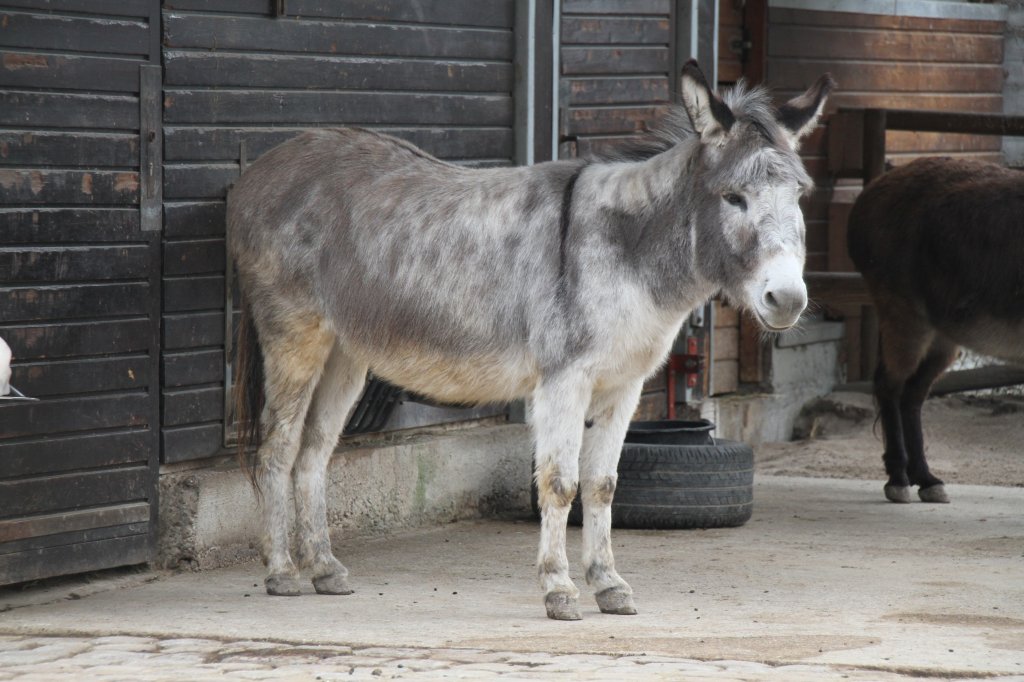 Ein grauer Sardischer Zwergesel am 9.2.2010 im Zoo Karlsruhe. † am 13.11.2010 beim Brand.