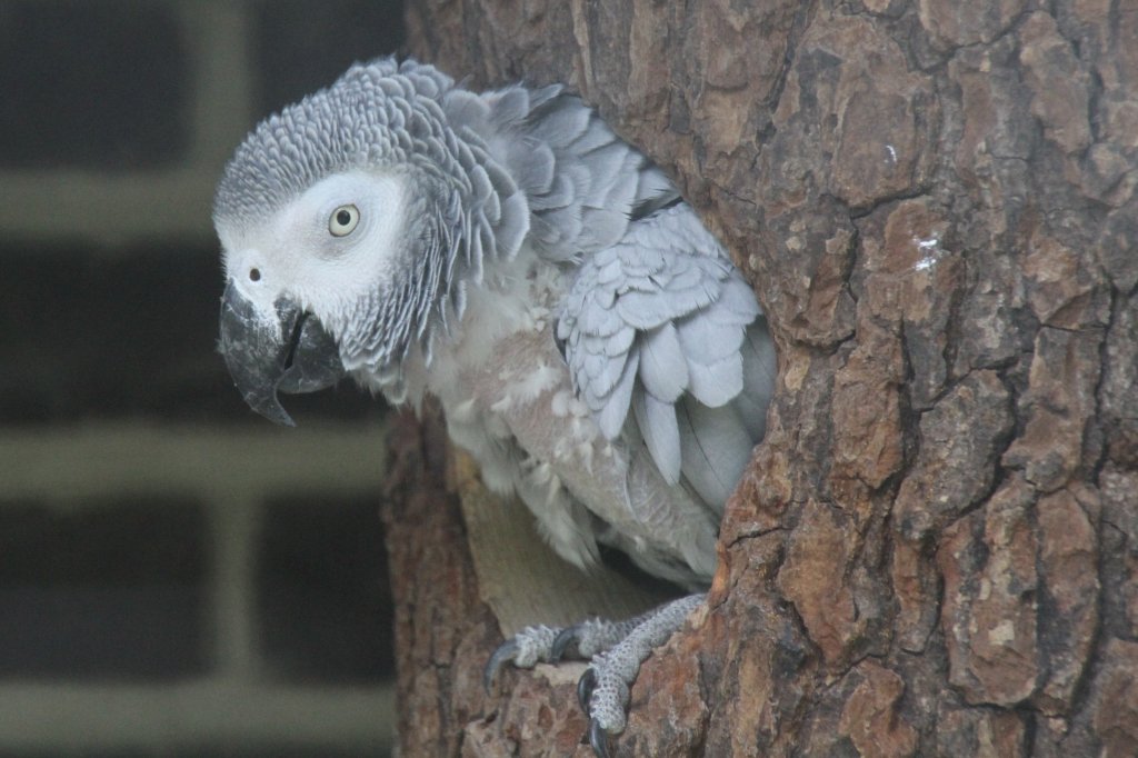 Ein Graupapagei (Psittacus erithacus) schaut aus seiner Hhle. 26.4.2010 im Vogelpark Eggenstein-Leopoldshafen.