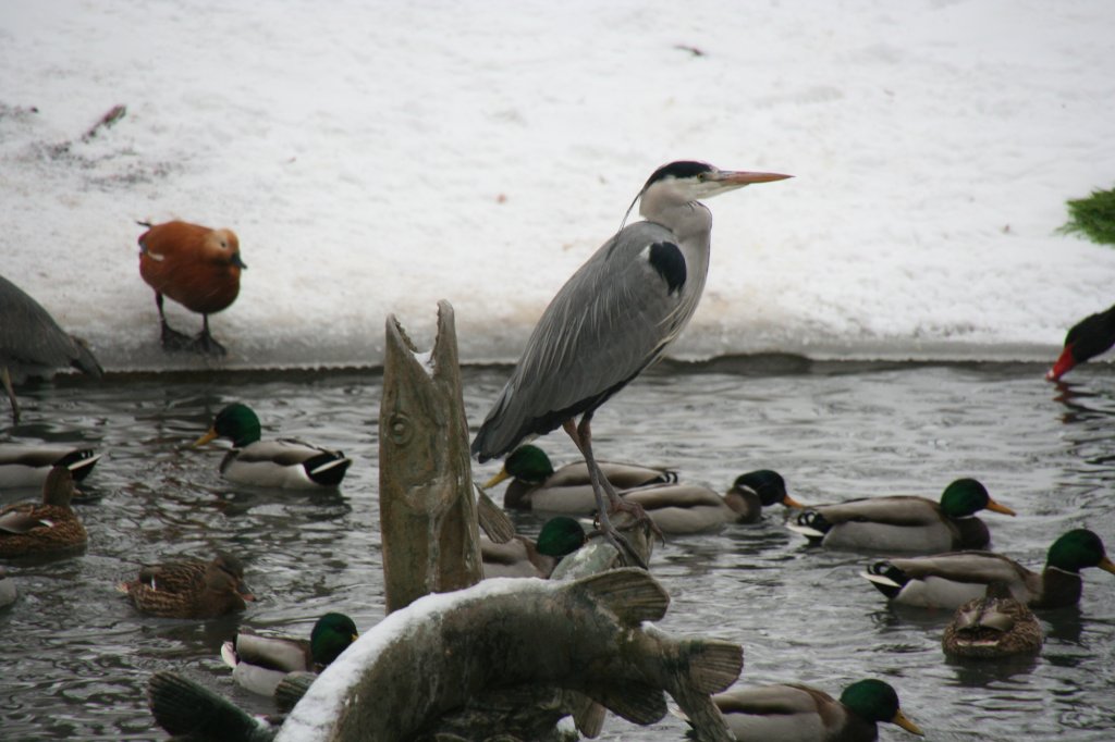 Ein Graureiher oder Fischreiher (Ardea cinerea) behlt den berblick ber die Enten. Tierpark Berlin am 9.1.2010.