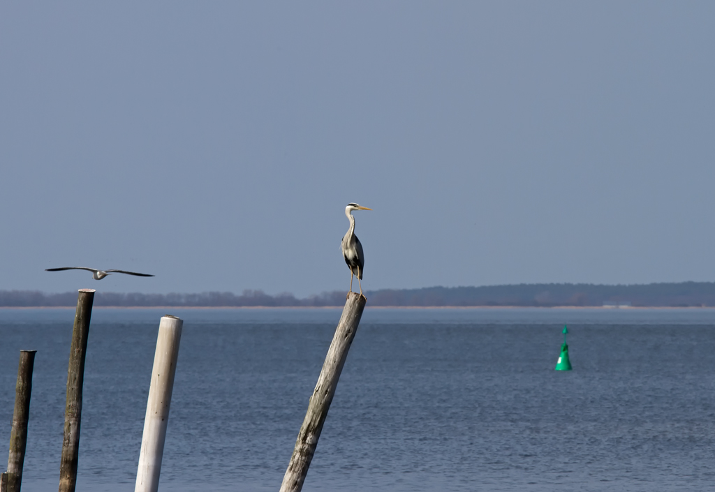 Ein Graureiher steht auf einer Reusenstange am Mnkebuder Hafen. - 17.04.2013