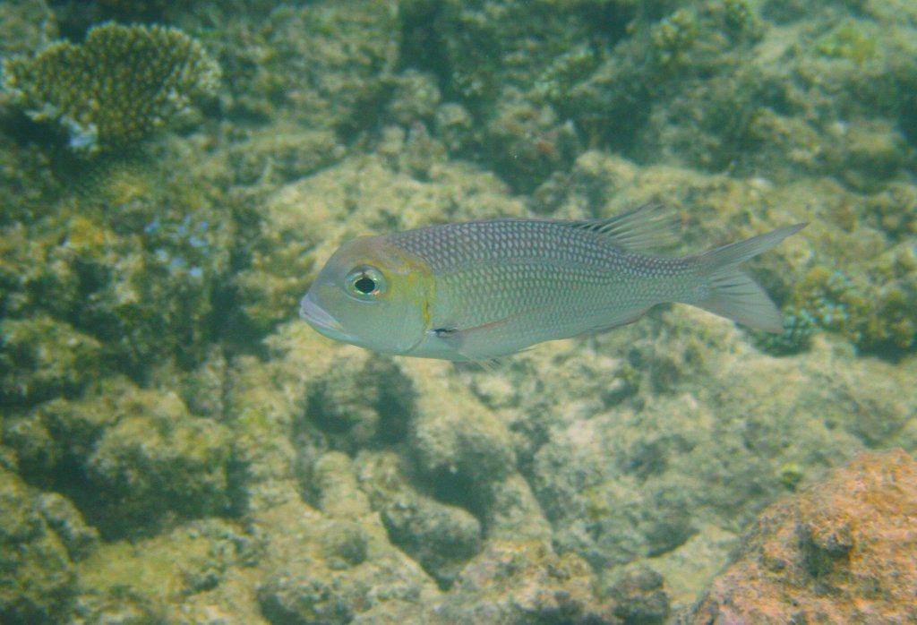 Ein Groaugenschnapper (Monotaxis grandoculis)
am Hausriff von Nalaguraidhoo/ Sun Iland.Malediven, Ari-Atoll am 12.11.2007. 

