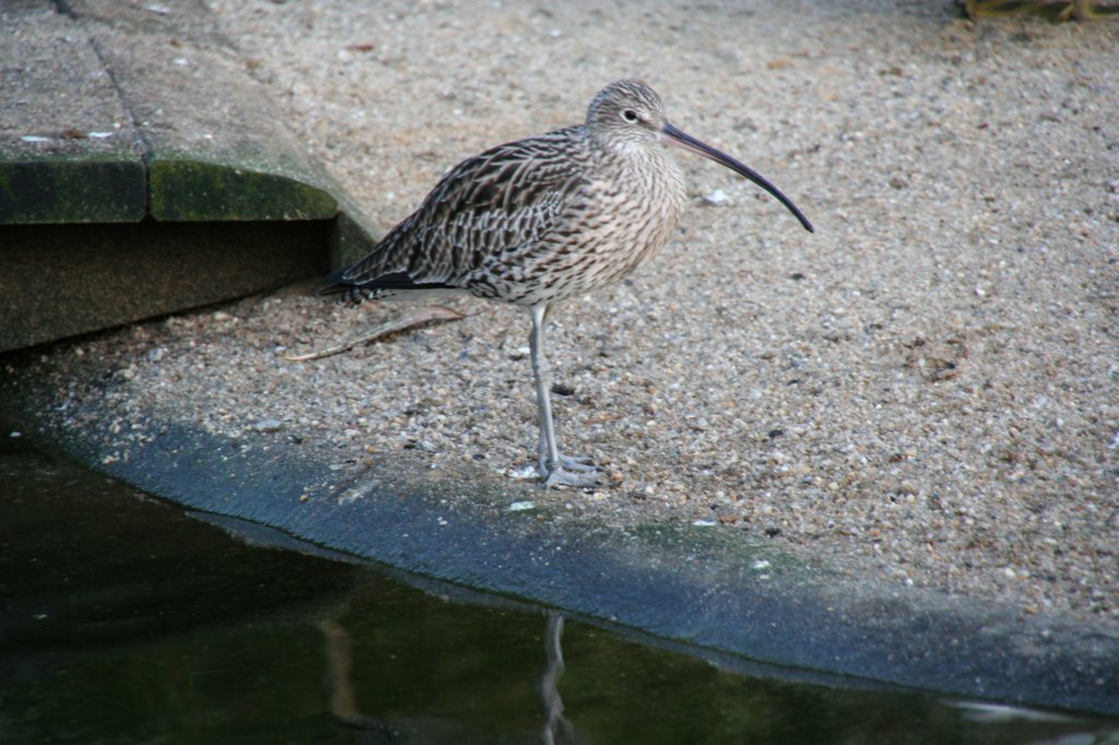 Ein Groer Brachvogel (Numenius arquata) am 7.12.2009 in der Tundraanlage des Zoos Dresden.