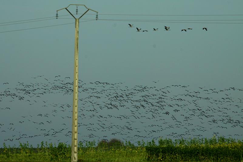 Ein groer Kranichschwarm mit einigen hundert Vgeln ist auf einem Feld in der Champagne gestartet und sucht einen neuen Futterplatz. Lansam nhert sich die  Schwarze Flatterwolke  meinem Fotostandort am Rand eines kleinen Dorfes westlich von Saint Dezier. Dieser Anblick und der dazugehrige Lrm ist ein atemberaubendes Naturschauspiel; 19.11.2011