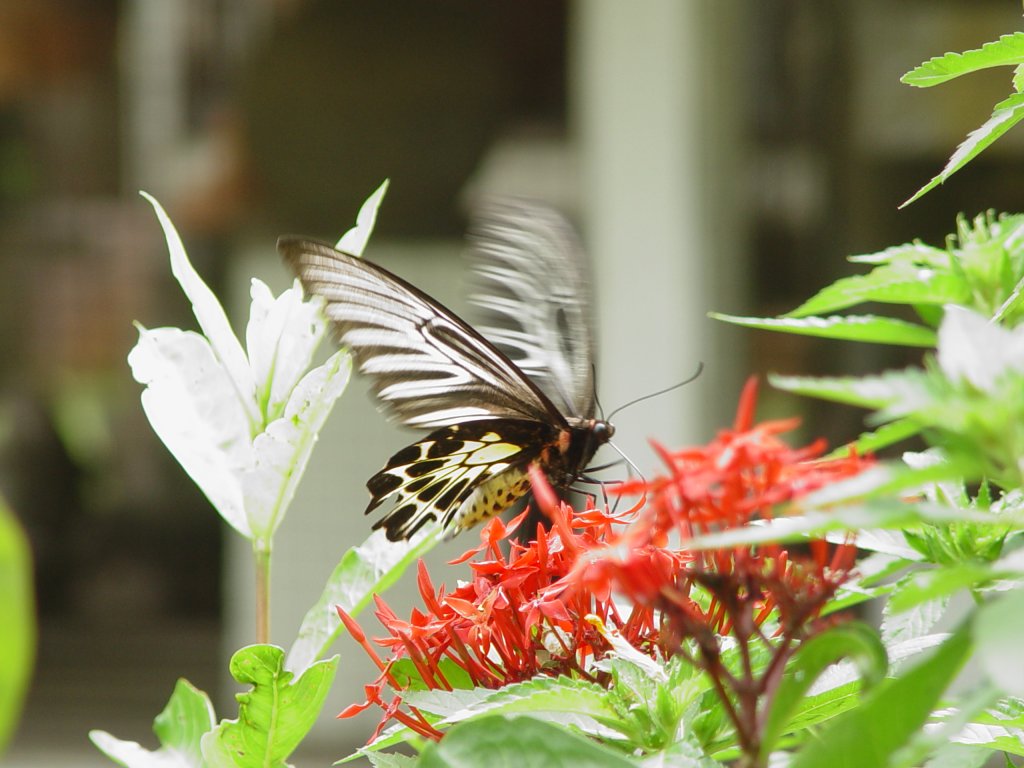 Ein groer Schmetterling der sich gtlich tut an einer Blte. Gesehen in der Nhe von Bangkok in Thailand am 26.08.2008