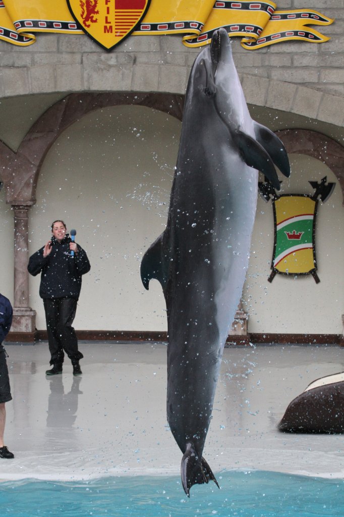 Ein Groer Tmmler (Tursiops truncatus) beim Salto. 3.10.2010 bei einer Show im Marineland in Niagara Falls,ON.