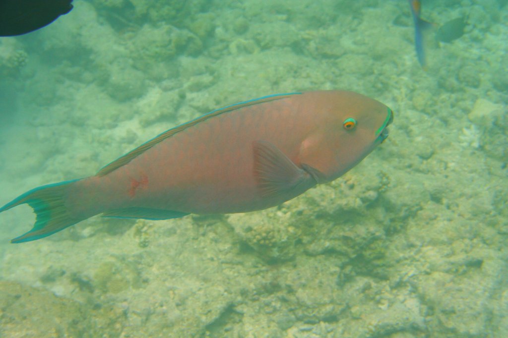 Ein grn geschminkter Papageienfisch (Chlorurus gibbus) in einem Riff innerhalb des Atolls.Malediven, Ari-Atoll am 11.11.2007.
