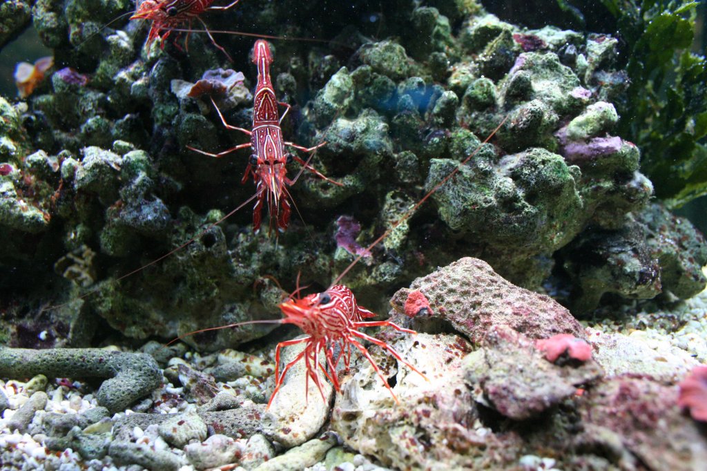 Ein Gruppe von Durban Tanzgarnele (Rhynchocinetes durbanensis) am 3.4.2009 im Sea_Life in Berlin.