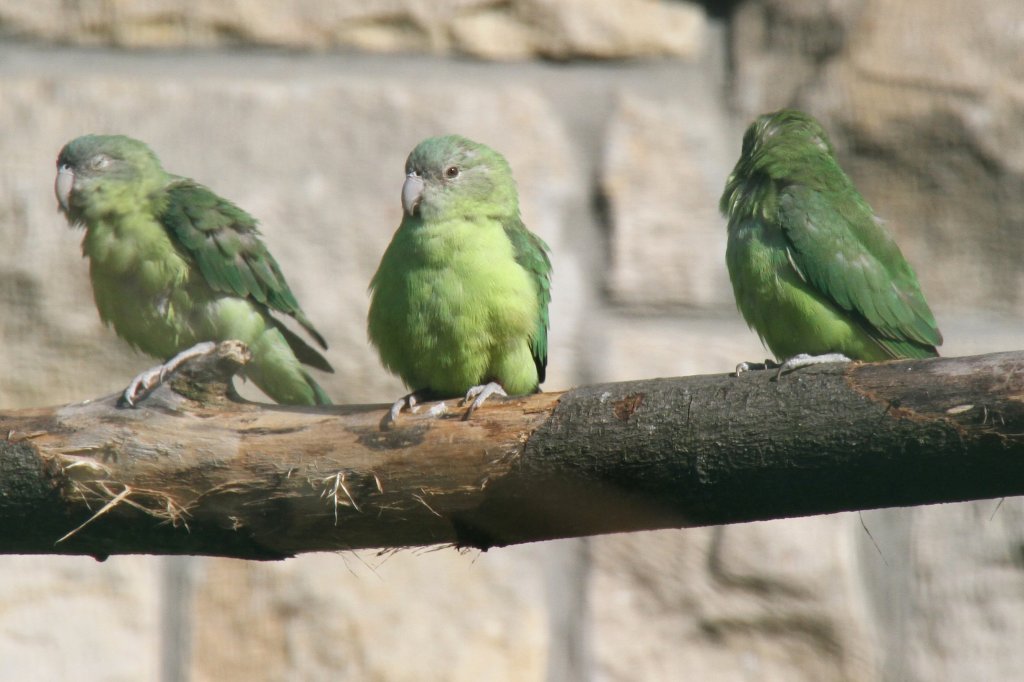 Ein Gruppe Graukpfchen (Agapornis canus) im Tierpark Berlin.