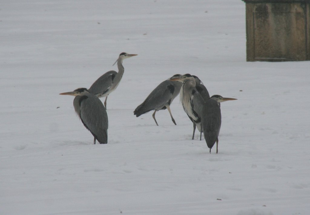 Ein Gruppe Graureiher (Ardea cinerea) vor dem Schloss Friedrichsfelde. Tierpark Berlin am 9.1.2010.