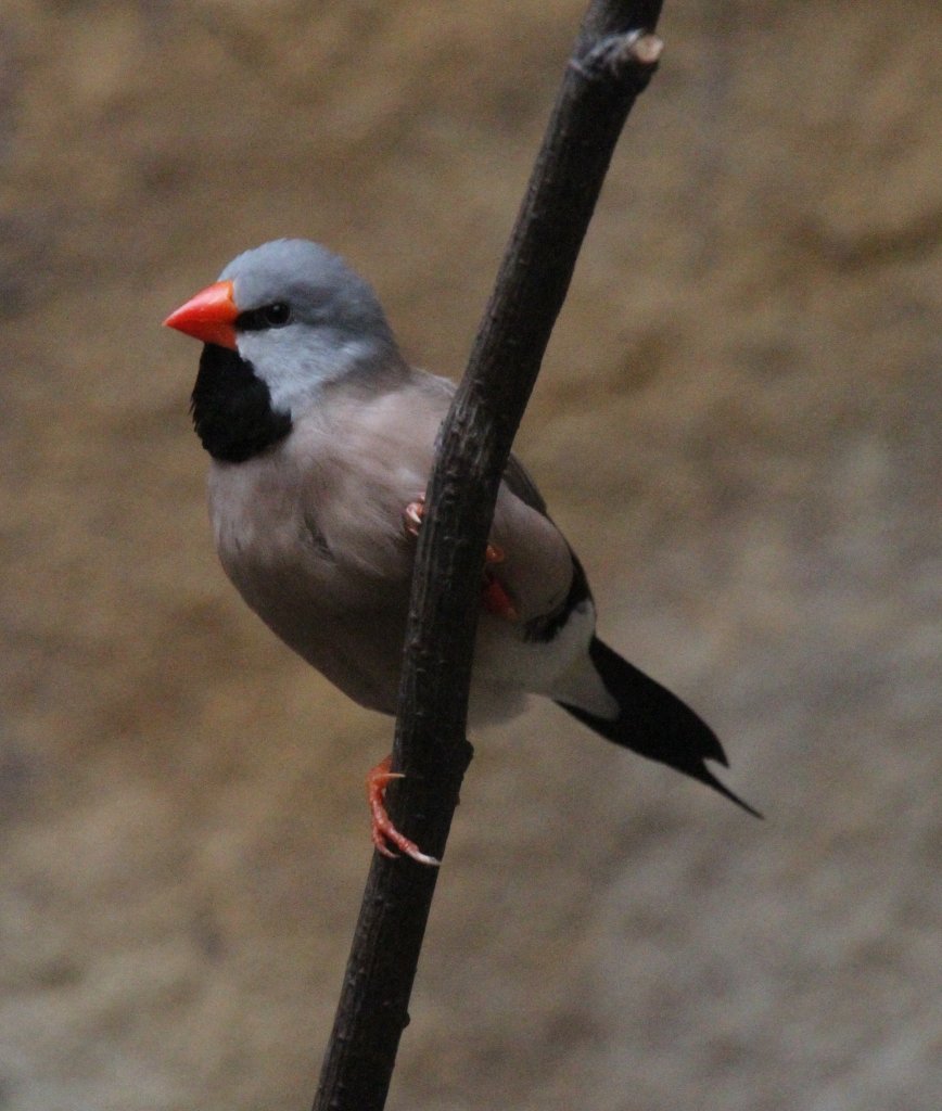 Ein Grtelgrasfink (Poephila cincta) sitzt schrg an einem Ast. Zoo Berlin am 25.2.2010.