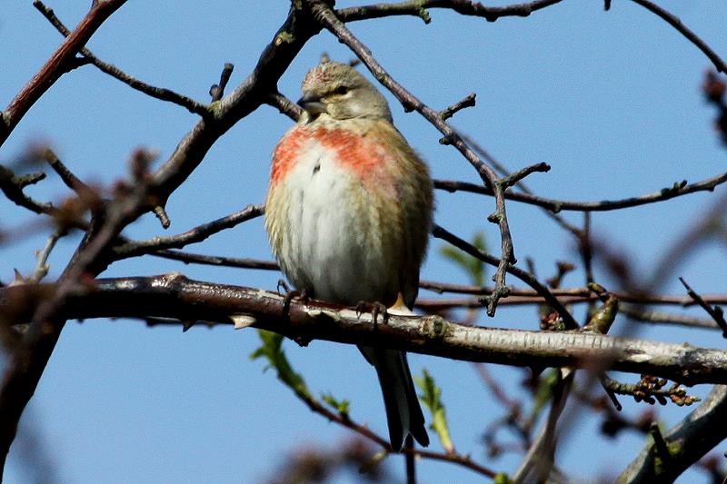 Ein Hnfling singt am Feldrand am Ratzeburger See; 06.04.2012