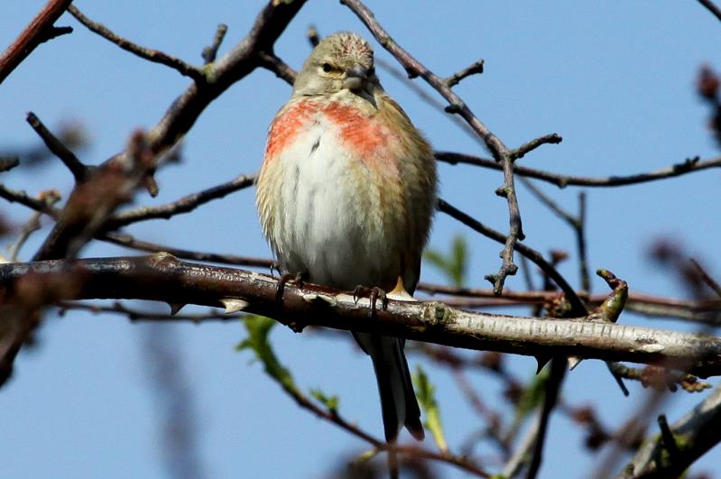 Ein Hnfling singt am Feldrand am Ratzeburger See; 06.04.2012