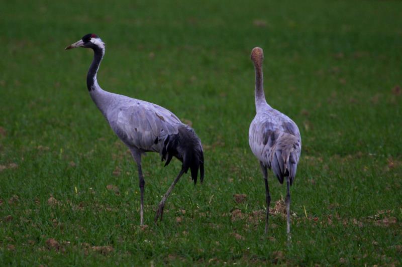 Ein Hahn und sein Nachwuchs spazieren kaum 20m neben mir auf einem Feld bei Hauteville; 19.11.2011