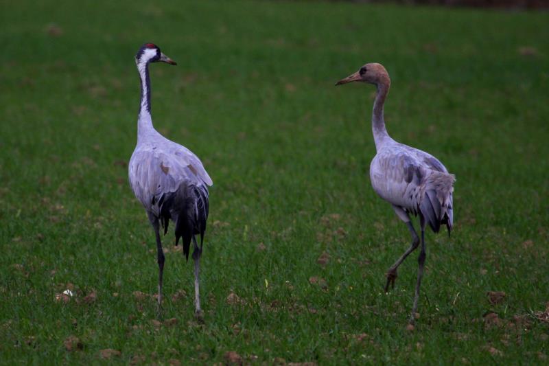 Ein Hahn und sein Nachwuchs spazieren kaum 20m neben mir auf einem Feld bei Hauteville; 19.11.2011