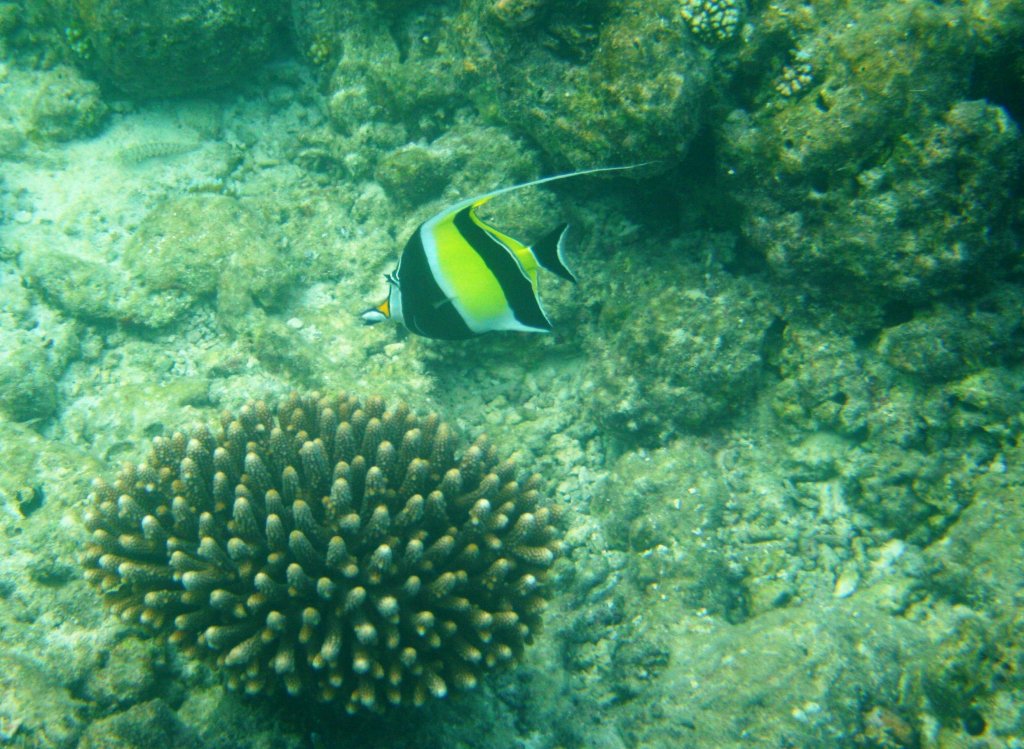 Ein Halfterfisch am Hausriff von Nalaguraidhoo/ Sun Island.Malediven,12.11.2007.
