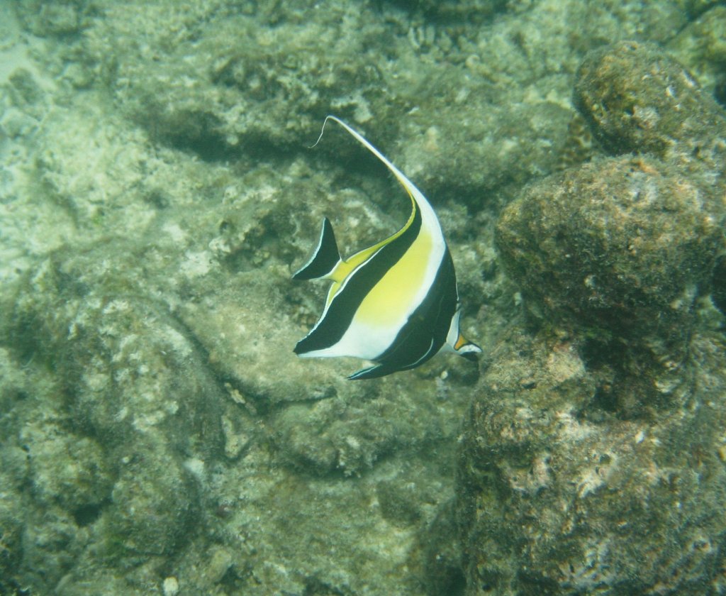 Ein  Halfterfisch (Zanclus cornutus)
 aus der Familie der Doktorfischartigen sucht am Hausriff von Nalaguraidhoo/ Sun Island.Malediven nach etwas essbarem, Ari-Atoll am 12.11.2007.