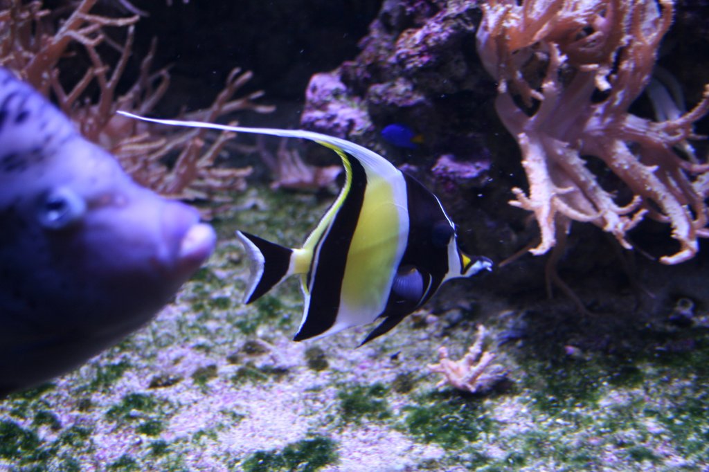 Ein Halfterfisch (Zanclus cornutus) im Skansen-Aquarium am 13.12.2208.
