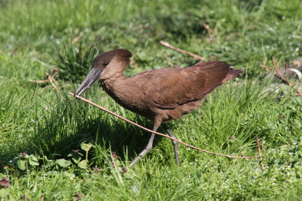 Ein Hammerkopf (Scopus umbretta) beim Nestbau. Tierpark Berlin am 18.4.2010.