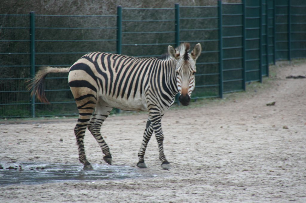 Ein Hartmann-Bergzebra (Equus zebra) verucht sich im Eiskunstlaufen. Tierpark Berlin am 13.12.12009.