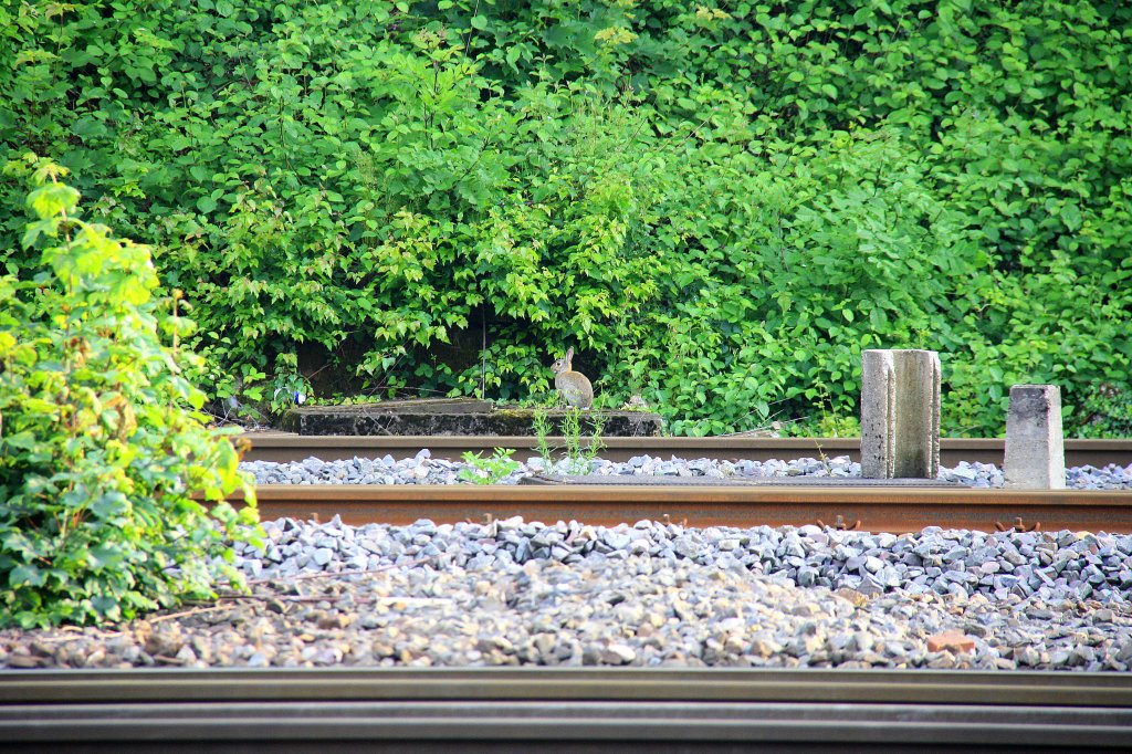 Ein Hase hockt an der Bschung in Aachen-West am Abend des 19.6.2012.