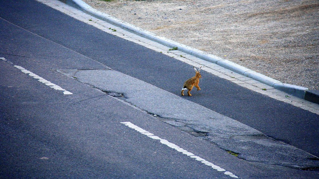 Ein Hase lft ber die Strae und ab ins Feld in Kohlscheid-Bank am Abend des 7.7.2012.