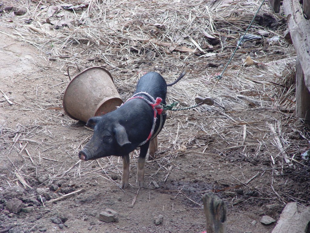 Ein Hausschwein auf einem Bauernhof im Norden Thailands am 01.07.2005.