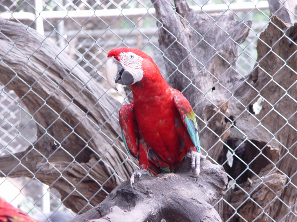 Ein hellroter Ara im Zoo von Buri Ram im Nordosten Thailands im Juli 2007