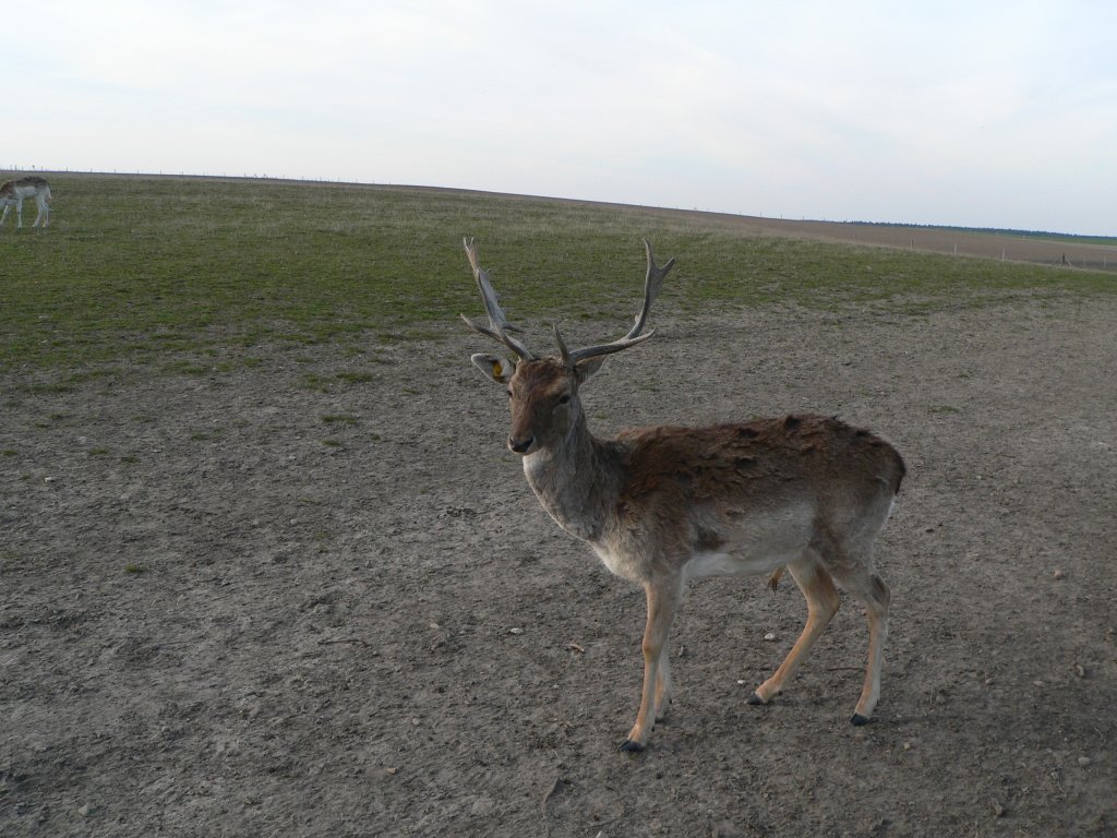 Ein Hirsch im Damwildgehege Gut Hirschaue bei Frstenwalde. 2005