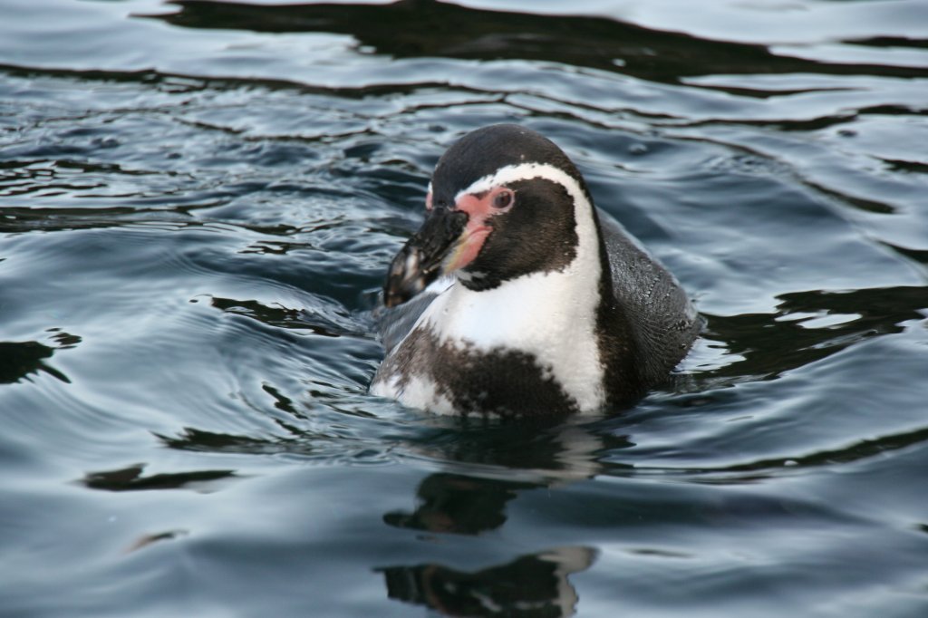 Ein Humboldtpinguin (Spheniscus humboldti) beim Schwimmen am 7.12.2009 im Zoo Dresden.