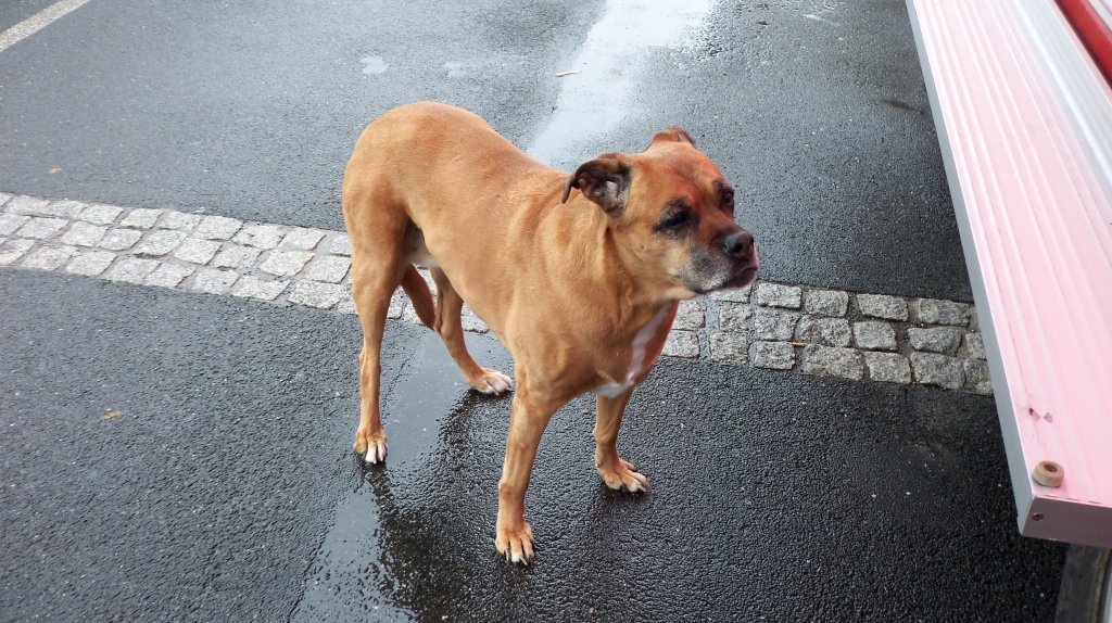 Ein Hund wartet am Markptplatz von Lehrte, das ihn der Schalter vielleicht ein Wrtchen gibt. Foto vom 20.10.10.2010