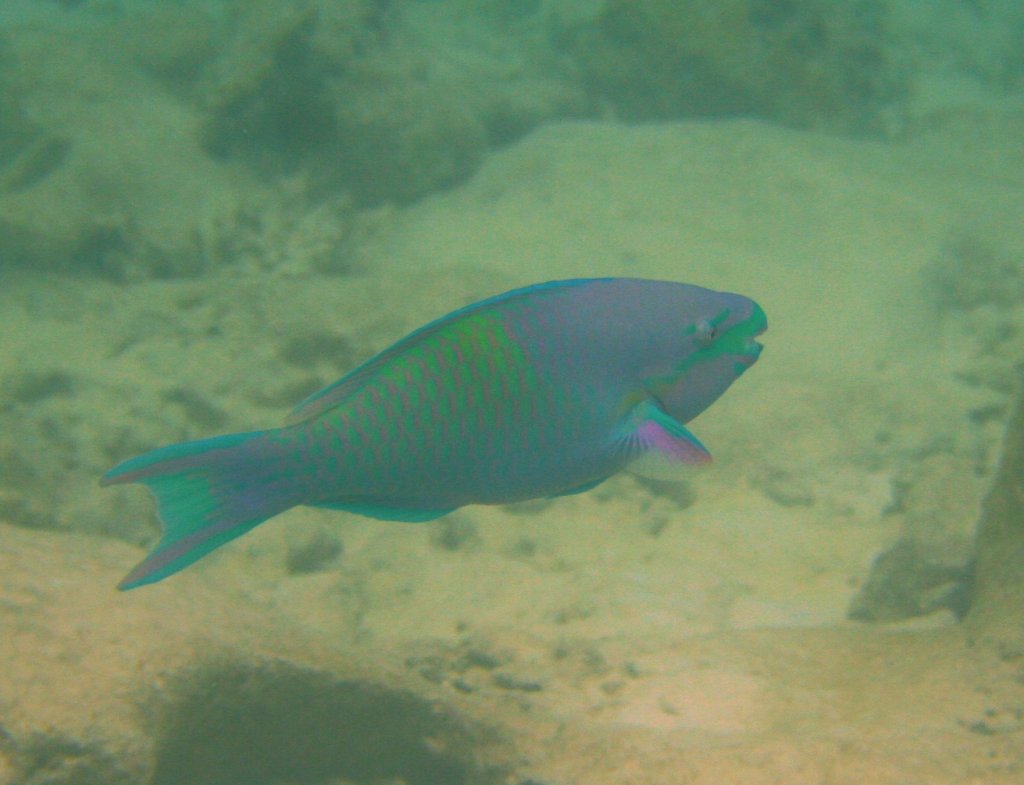 Ein Indischer Buckelkopf-Papageienfisch am Sd-Ari-Atoll, Maledvien.