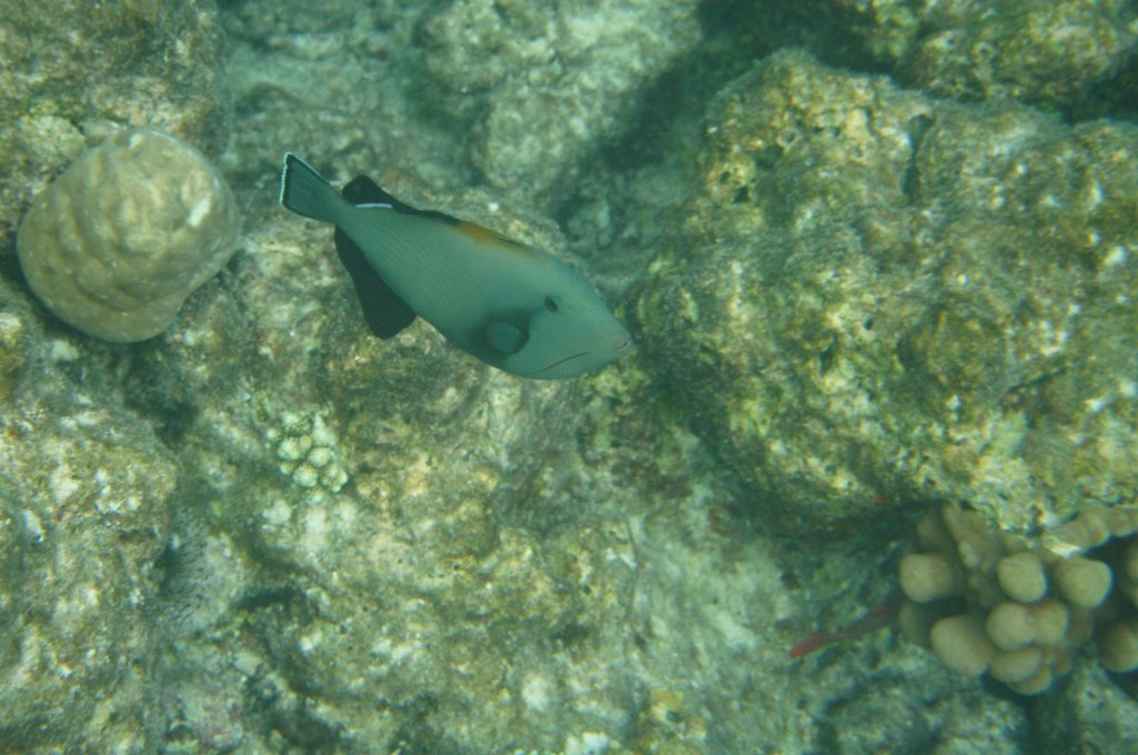 Ein Indischer Drckerfisch (Melichthys indicus) beim Schwimmen durchs Riff. Sd-Ari-Atoll, Malediven.