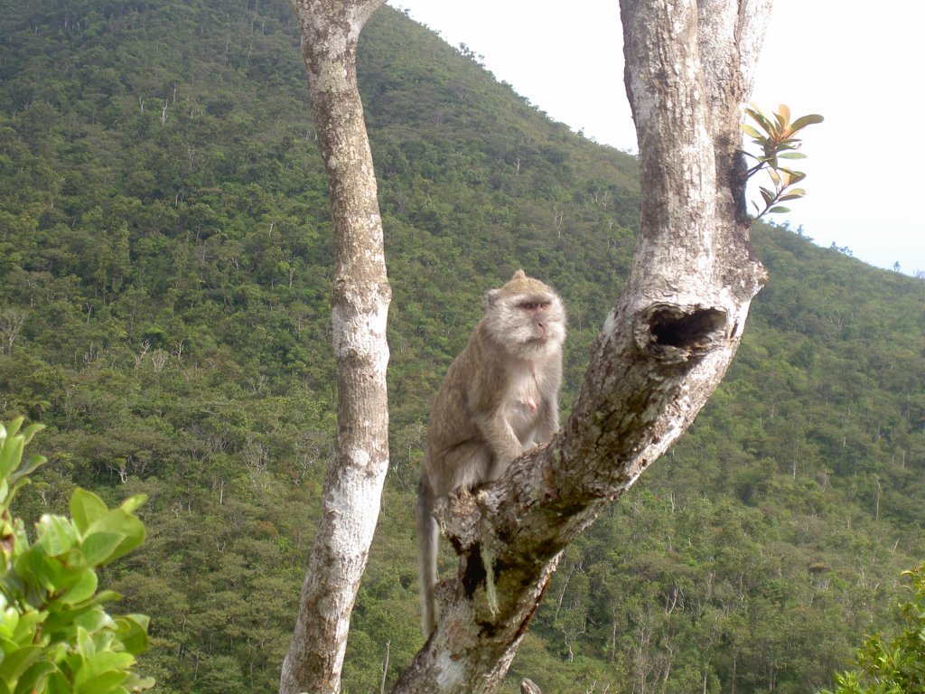 Ein Jacot-dans-Affe (Macaca fascicularis) hlt Ausschau ber die Gruppe. Mauritius November 2006. 

