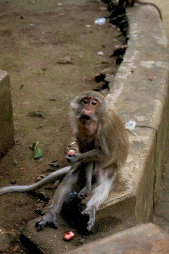 Ein Javaneraffe (Macaca fascicularis) bei einer Tempelanlage auf der Insel Phuket im Sden Thailands im April 2006