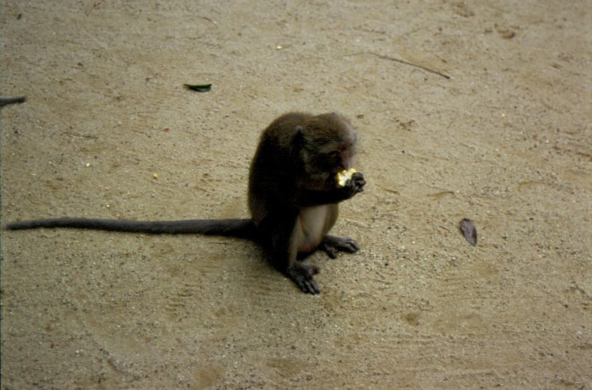 Ein Javaneraffe (Macaca fascicularis) in einer Tempelanlage auf der Insel Phuket im Sden Thailands im April 2006