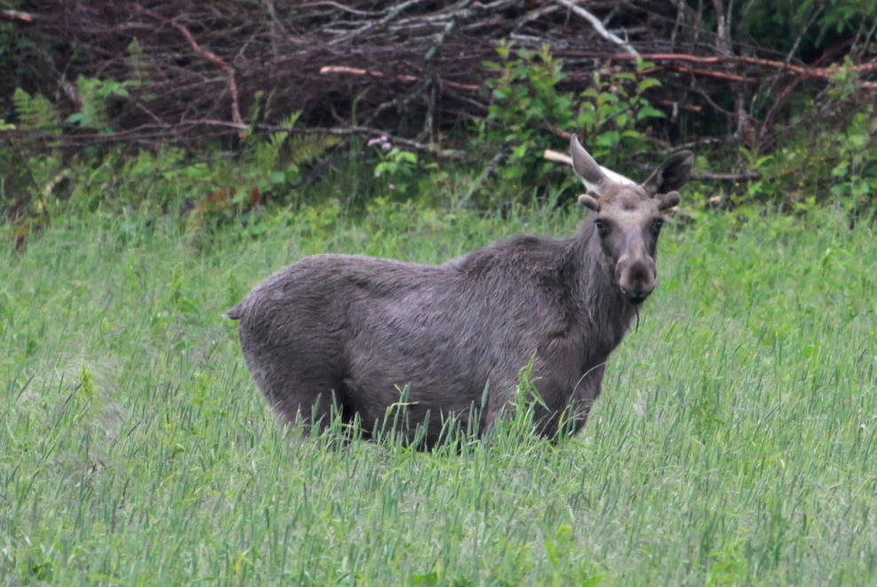 Ein junger Elchbulle an der RV 17 bei Brnnsund; 25.06.2013