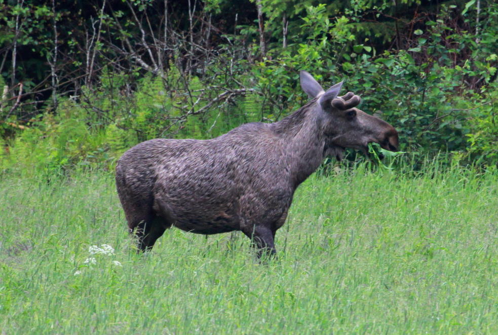 Ein junger Elchbulle an der RV 17 bei Brnnsund; 25.06.2013