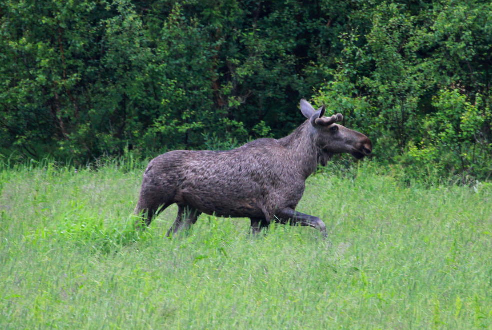 Ein junger Elchbulle an der RV 17 bei Brnnsund; 25.06.2013