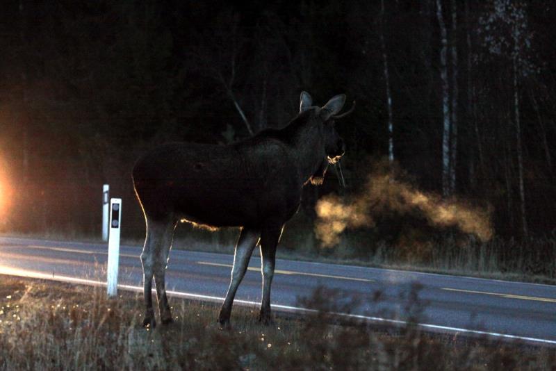 Ein junger Elchbulle steht im Scheinwerferlicht an der RV 170 in Akershus / Norwegen; 28.10.2012