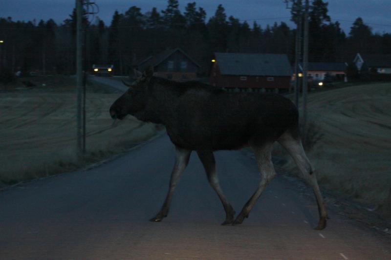 Ein junger Elchbulle berquert in der Dmmerung die Strae vor meinem Auto. Akershus / Norwegen, 28.10.2012