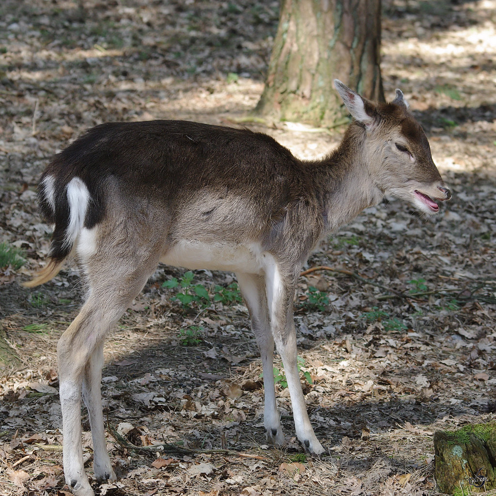 Ein junger Europischer Rothirsch. (April 2009)