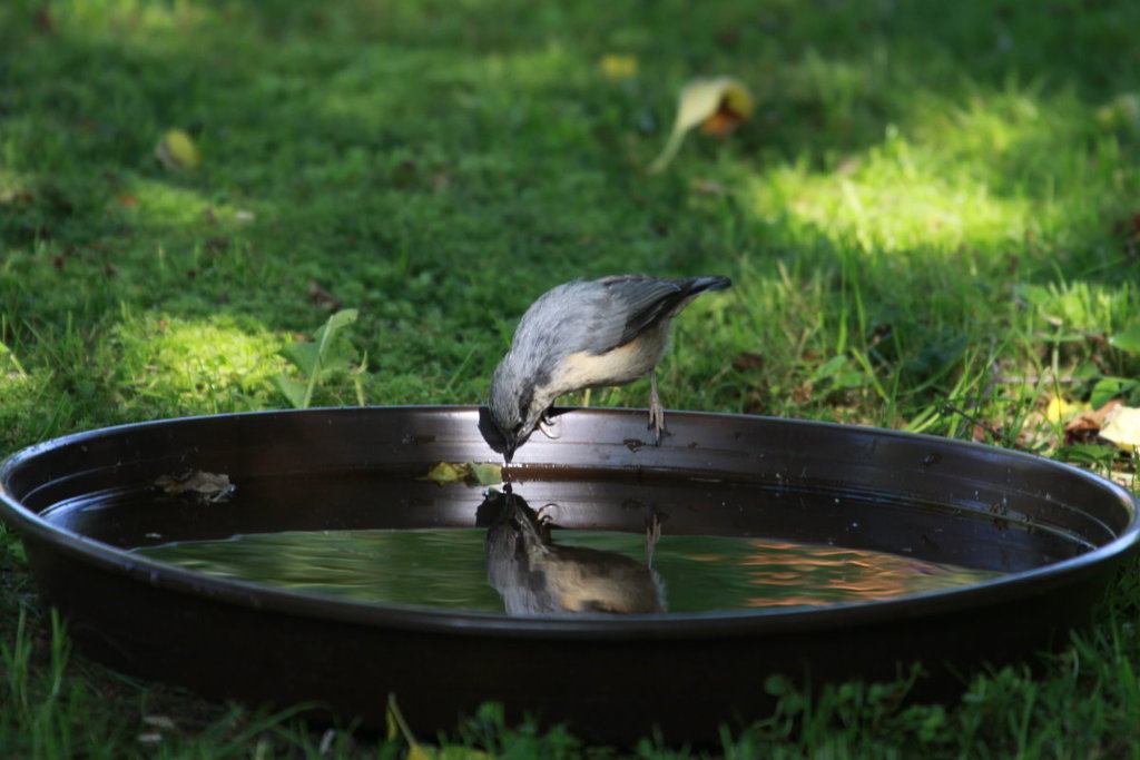 Ein junger Kleiber an der Vogeltrnke. Ratzeburg, 11.6.2017