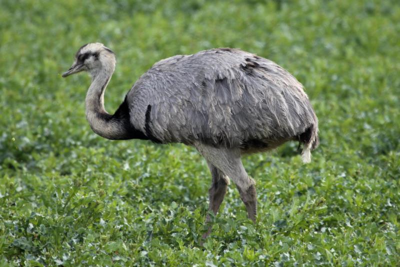 Ein junger Nandu auf einem Feld bei Schattin; 08.04.2012